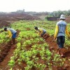 Desa Cibulan Konsisten  Kembangkan Kedelai